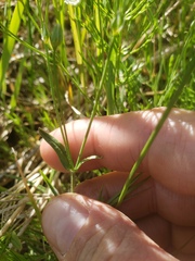 Stellaria longifolia