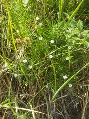 Stellaria longifolia