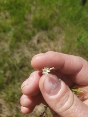 Stellaria longipes