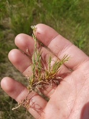 Stellaria longipes