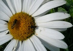 Epistrophe grossulariae