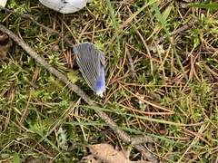 Lactarius indigo