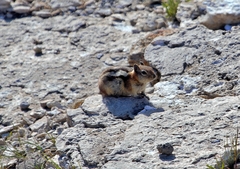 Callospermophilus lateralis