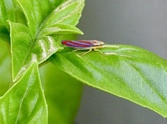 Graphocephala coccinea
