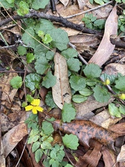 Goodenia rotundifolia