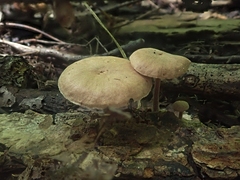 Collybiopsis dichroa