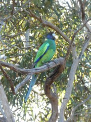 Barnardius zonarius semitorquatus