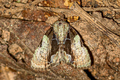 Chytonix umbrifera
