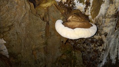 Fomitopsis mounceae