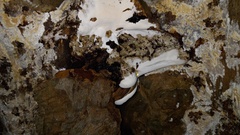 Fomitopsis mounceae