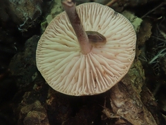 Collybiopsis dichroa