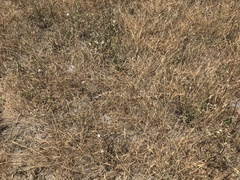 Lampropeltis californiae