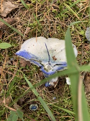 Lactarius indigo