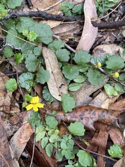 Goodenia rotundifolia