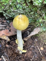 Amanita citrina