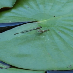 Enallagma vesperum