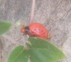 Chrysomelidae