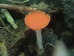 Sarcoscypha occidentalis