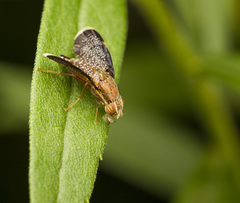 Eutreta noveboracensis