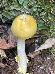 Amanita citrina