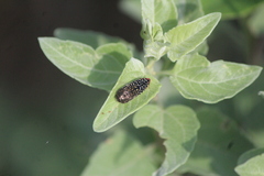 Acmaeodera haemorrhoa