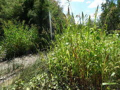 Echinochloa muricata