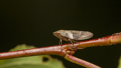 Aphrophora alni