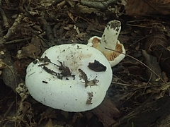 Lactifluus subvellereus