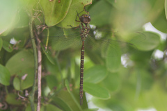 Triacanthagyna trifida