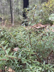 Acrotriche aggregata