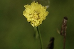 Pyrrhopappus carolinianus
