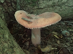 Russula mariae