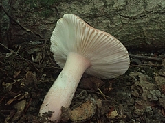 Russula mariae