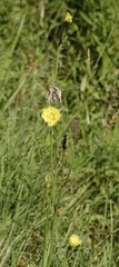 Pyrrhopappus carolinianus