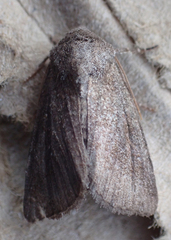 Lacinipolia meditata