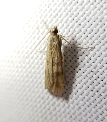 Nomophila nearctica