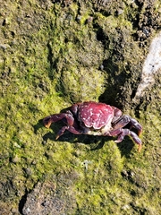 Hemigrapsus nudus