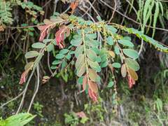 Phyllanthus urinaria
