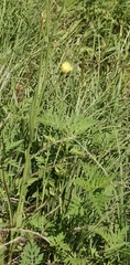 Pyrrhopappus carolinianus