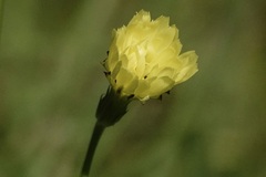 Pyrrhopappus carolinianus