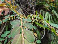 Phyllanthus urinaria