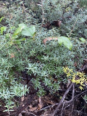 Acrotriche aggregata