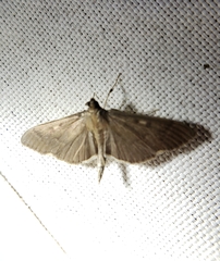 Herpetogramma sphingealis