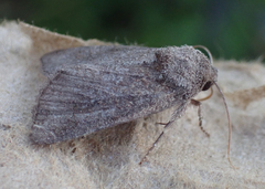 Lacinipolia meditata