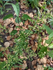 Erigeron canadensis