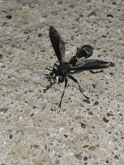 Physocephala tibialis