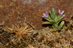 Lythrum hyssopifolia image