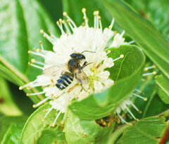 Megachilidae