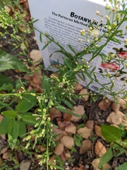 Erigeron canadensis