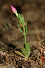 Centaurium pulchellum